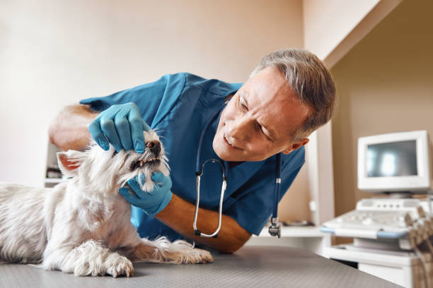 Best Same-Day Emergency Dental Services in Byrnes Mill, MO